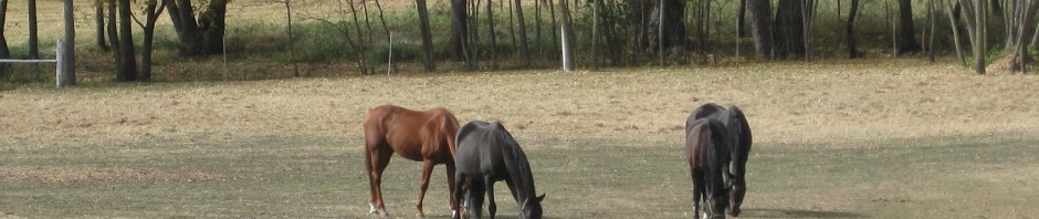 Barb and Gaylord Ahrens' Riverbend Stables